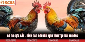 Đá gà cựa sắt