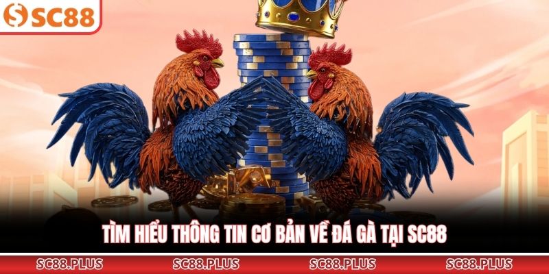 Tìm hiểu thông tin cơ bản về đá gà tại SC88